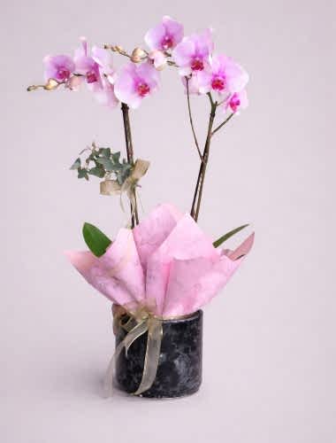 Optiflor Orkide